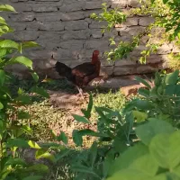 مرغ لاری