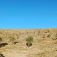 باغ درخت بادام