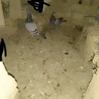 کبوتر پرشی