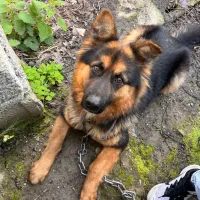 ژرمن ۱۲ ماهه شناسنامه دار ماده