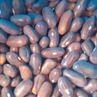 لوبیاسبز