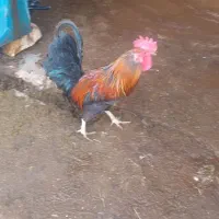 تعداد ۵ خروس ۴تا محلی وسالم ویکی لهستانی