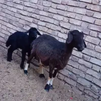 میش بره مادر ترکمن بره افشار