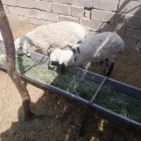 بره نر چاق