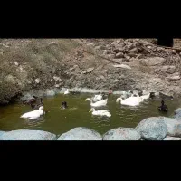 اوردک نر وماده