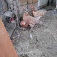 تخم مرغ نطفه دار