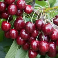 آلبالو  مجار درجه یک