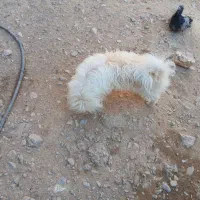 گمشده سگ|حیوانات|بم, |دیوار