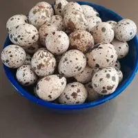 تخم بلدرچین خونگی|خوردنی و آشامیدنی|تربت‌حیدریه, آبشار|دیوار