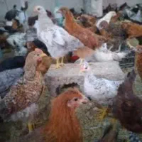 جوجه مرغ خروس