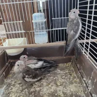 جوجه عروس هلندی نر و ماده وایت فیس یک ماهه|پرنده|مشهد, یاس|دیوار
