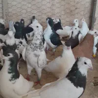 کفتر یک بوم همه باهم تعداد ۵۰تا