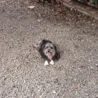 واگذاری سگ|سگ|رشت, معلم|دیوار