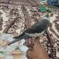عروس هلندی دستی یک جفت
