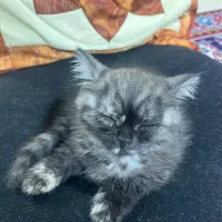 گربه خانگی|گربه|ساری, |دیوار