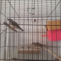 دو عدد فنج سرحال بدون قفس