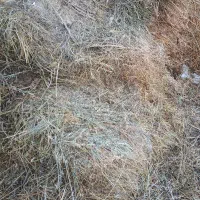 علف|لوازم جانبی حیوانات|سراب, |دیوار