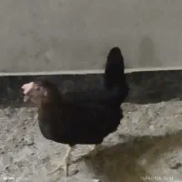 فروش مرغ