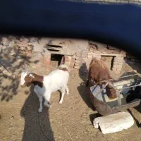 چهار عدد گوسفند