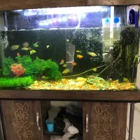 آکواریوم کامل با میز|ماهی|چهاردانگه (تهران), |دیوار