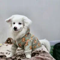 سگ پامر شیتزو عروسک