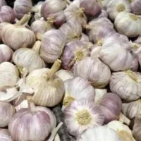 سیر و سیر سبز