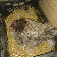 مرغ کرچ گلین طوسی