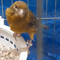 مرغ عشق قناری|پرنده|کرمان, |دیوار