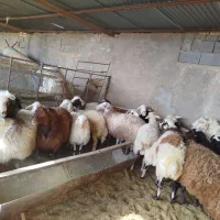 تعدادی بره و قوچ و دبر|حیوانات مزرعه|شهر بابک, |دیوار