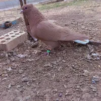 نرزرد دمسفیدکلاهی