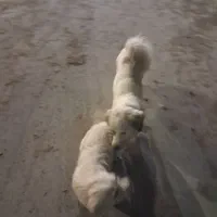 سگ پشمالو نر وماده