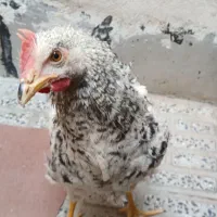 خروس نژاد گلین معاوضه ..
