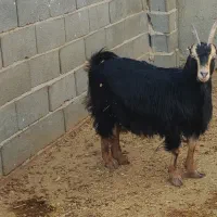 بز آبستن سنگین