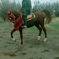 اسب یسر عرب