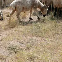 بره