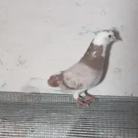 مهمون ماهستن