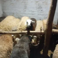 تعداد22راس میش جوان و ابستن|حیوانات مزرعه|خمین, |دیوار