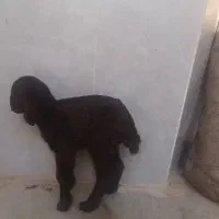 بره ی شال ۲ روز دارد