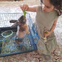 خرگوش لوپ ۳ماهه