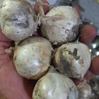 موسیر کوهی خودرو وارگانیک