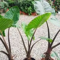 گل بابا آدم سایز کوچک و بزرگ