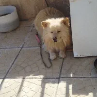 سگ جنسیت اشپیتز