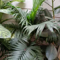 گلهای اپارتمانی|گل و گیاه طبیعی|شیراز, شهرک والفجر|دیوار