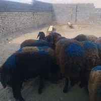 بره ماده میش