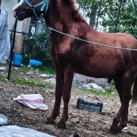 اسب اصیل گیل دورگ به قرعه کشی هم انجام میشود