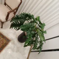 گل طبیعی|گل و گیاه طبیعی|مشهد, فرهنگ|دیوار