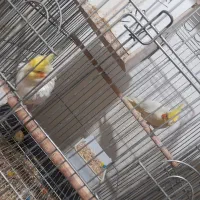 یک جفت عروس هلندی مولد همراه با جوجه|پرنده|اصفهان, جاوان|دیوار