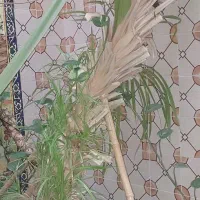 گیاه پاندانوس خیلی بزرگ