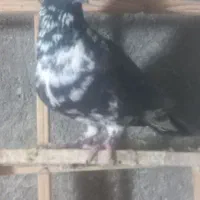 کبوترسینه سفید