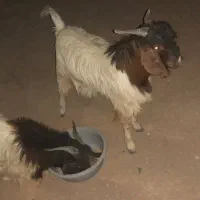 بزغاله